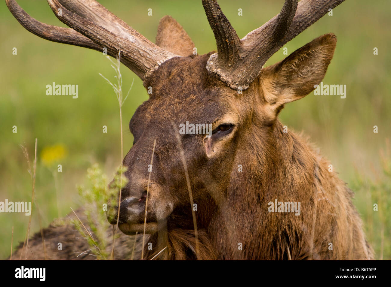 Nahaufnahme von einem männlichen Elch im östlichen Nebraska 23. September 2008 Stockfoto