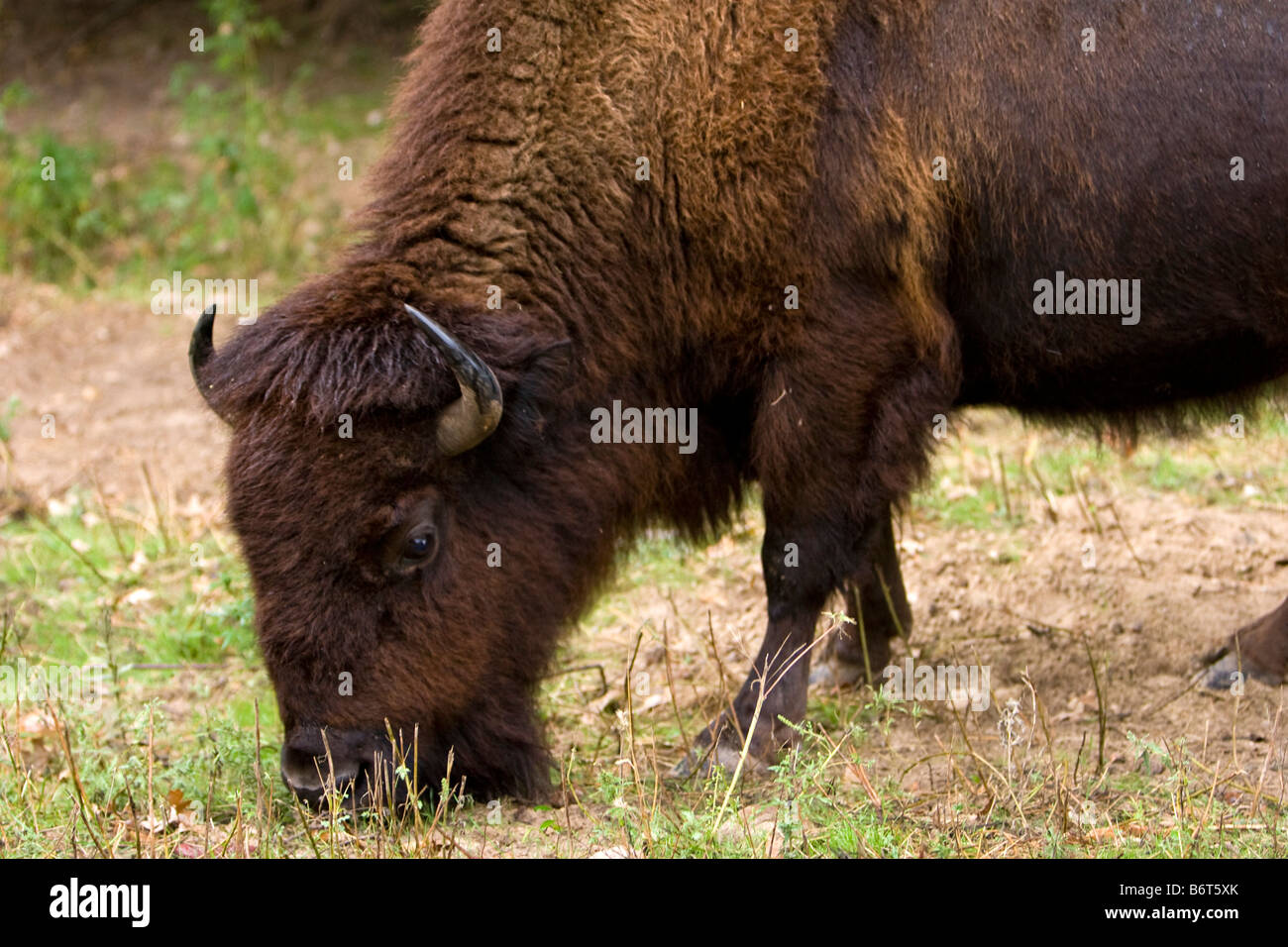 Ein American Buffalo Bisons grasen im östlichen Nebraska USA 23. September 2008 Stockfoto