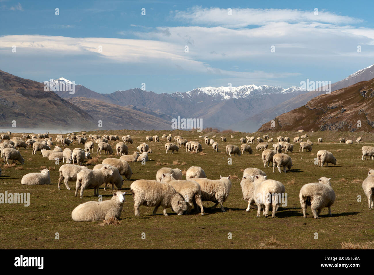 Central Otago. Süden der Insel. Neuseeland. Stockfoto