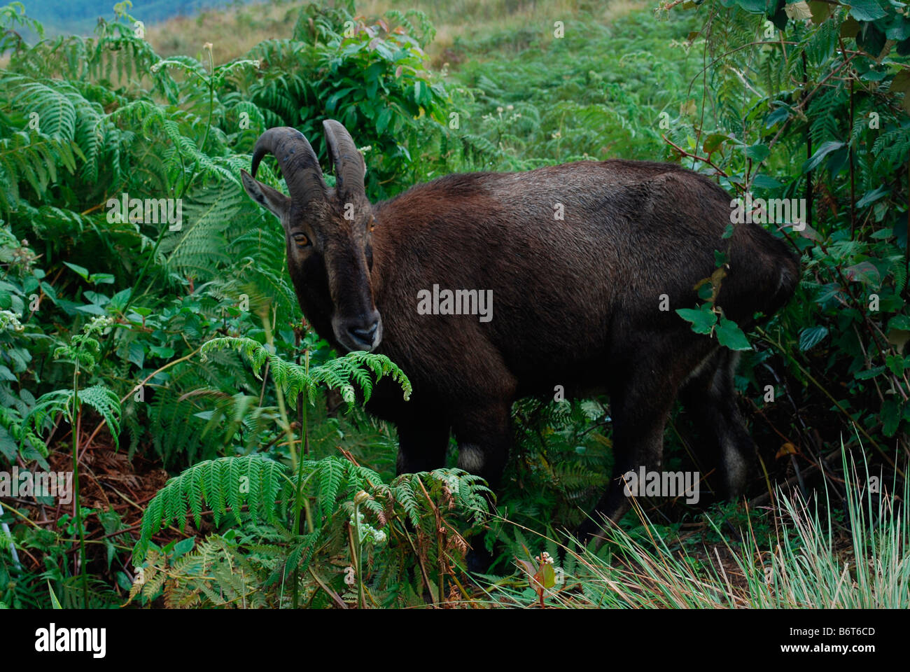 Nilgiri Thar Eravikulam Nationalpark, Munnar, kerala Stockfoto