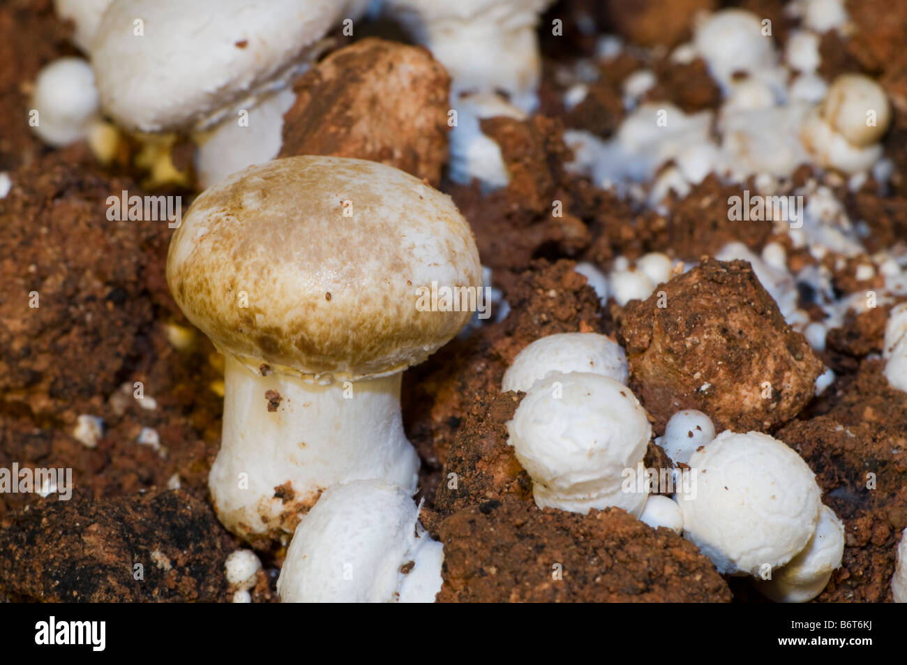 angegriffen durch Krankheit in eine Pilzzucht Pilz Stockfoto