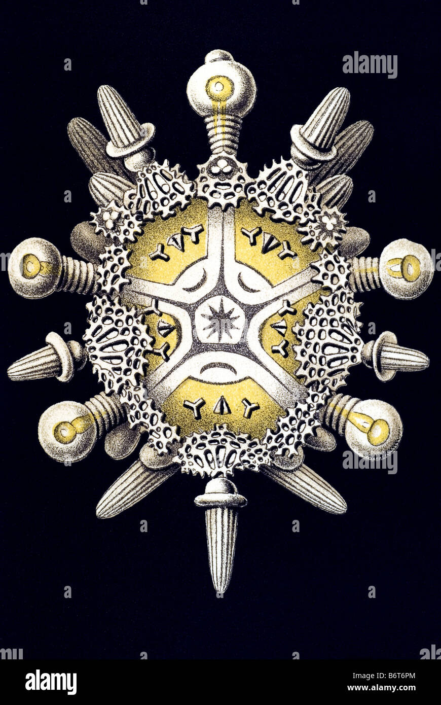 Echinidea, Igelsterne / Echinoidea, Seeigel, Name Clypeaster, R3/1