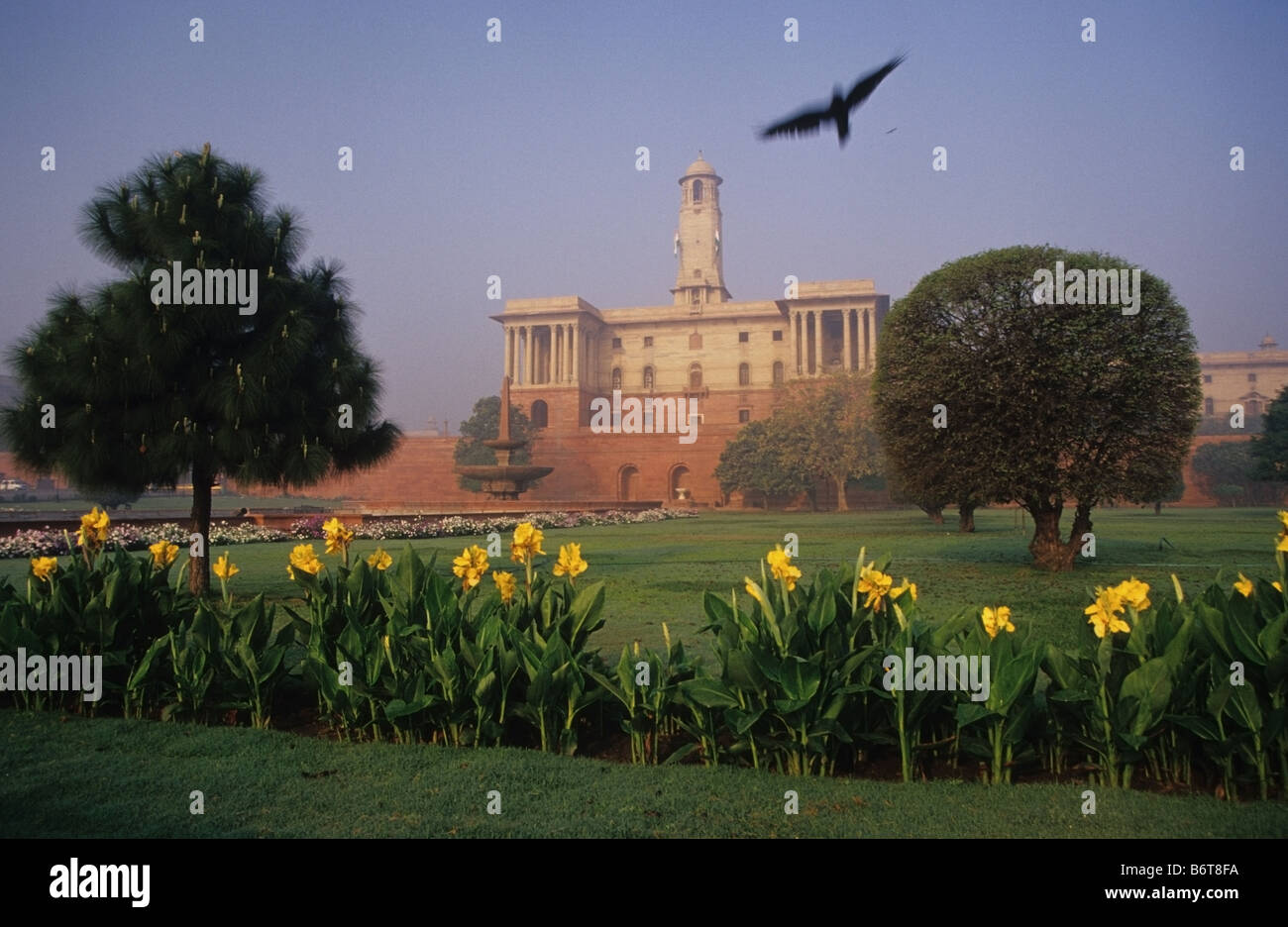 Ein Adler Kreisen über den Park am Rajpath, New Delhi-Indien. Hintergrund: Nördliche Sectretariat Gebäude des Rashtrapati Bhawan Stockfoto