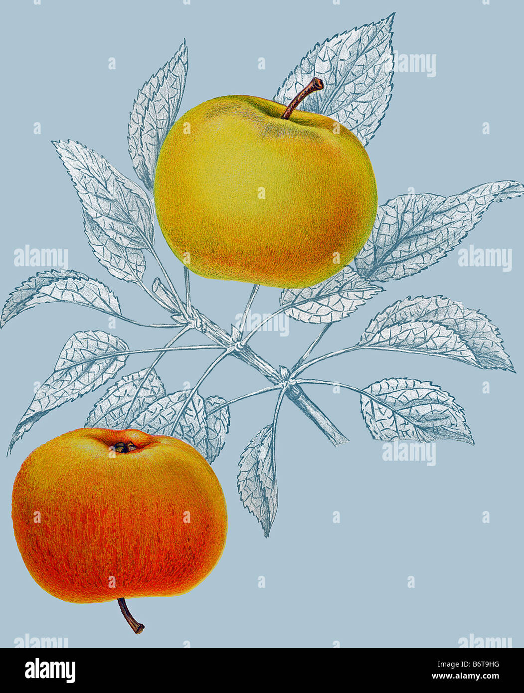 Abbildung des Apfels "große Kasselrenett" Stockfoto