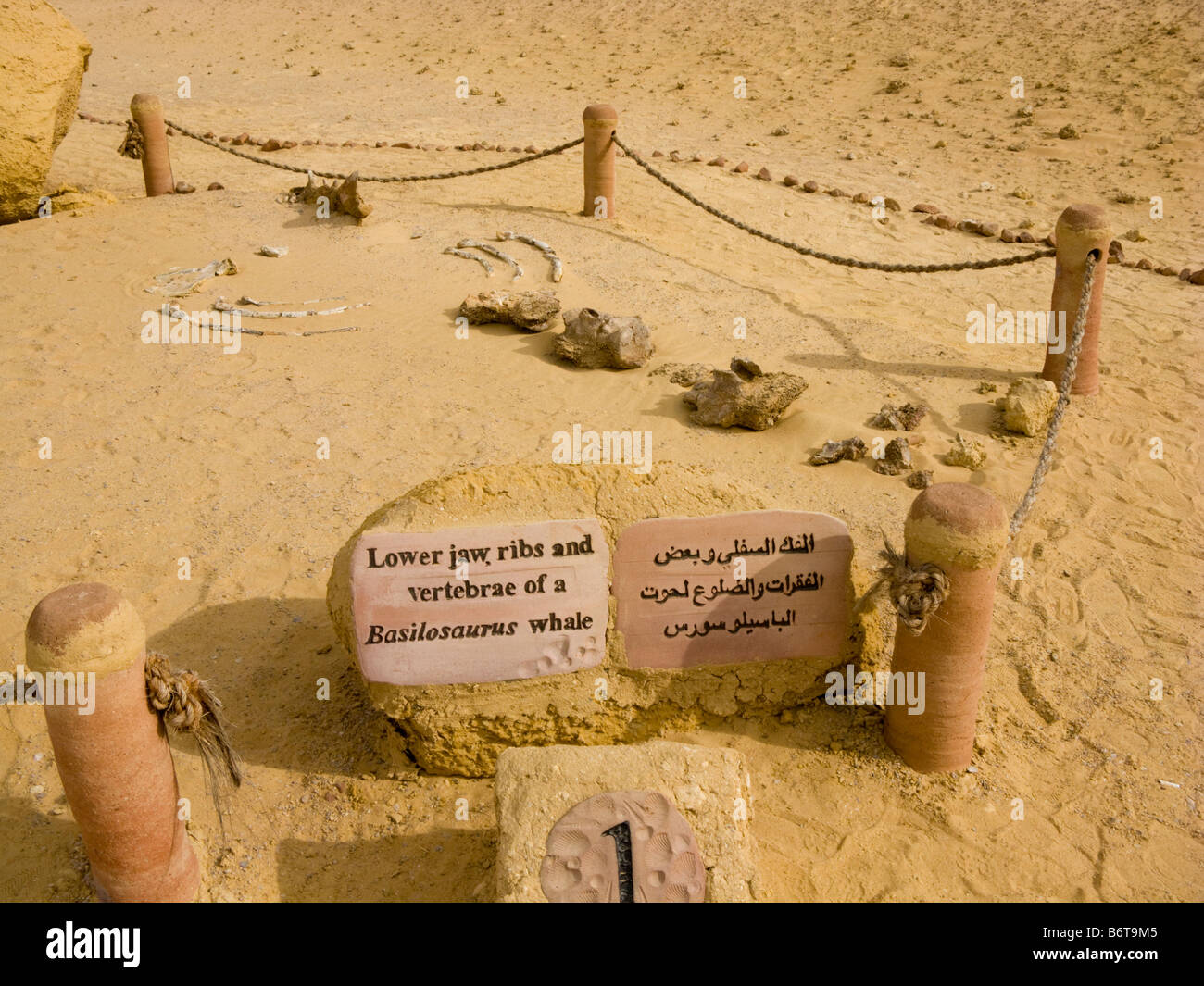Fossil des unteren Rippen, Kiefer und Wirbel eines darüber Wals, Wadi Al-Hitan (Wal-Tal), Fayoum, Ägypten Stockfoto