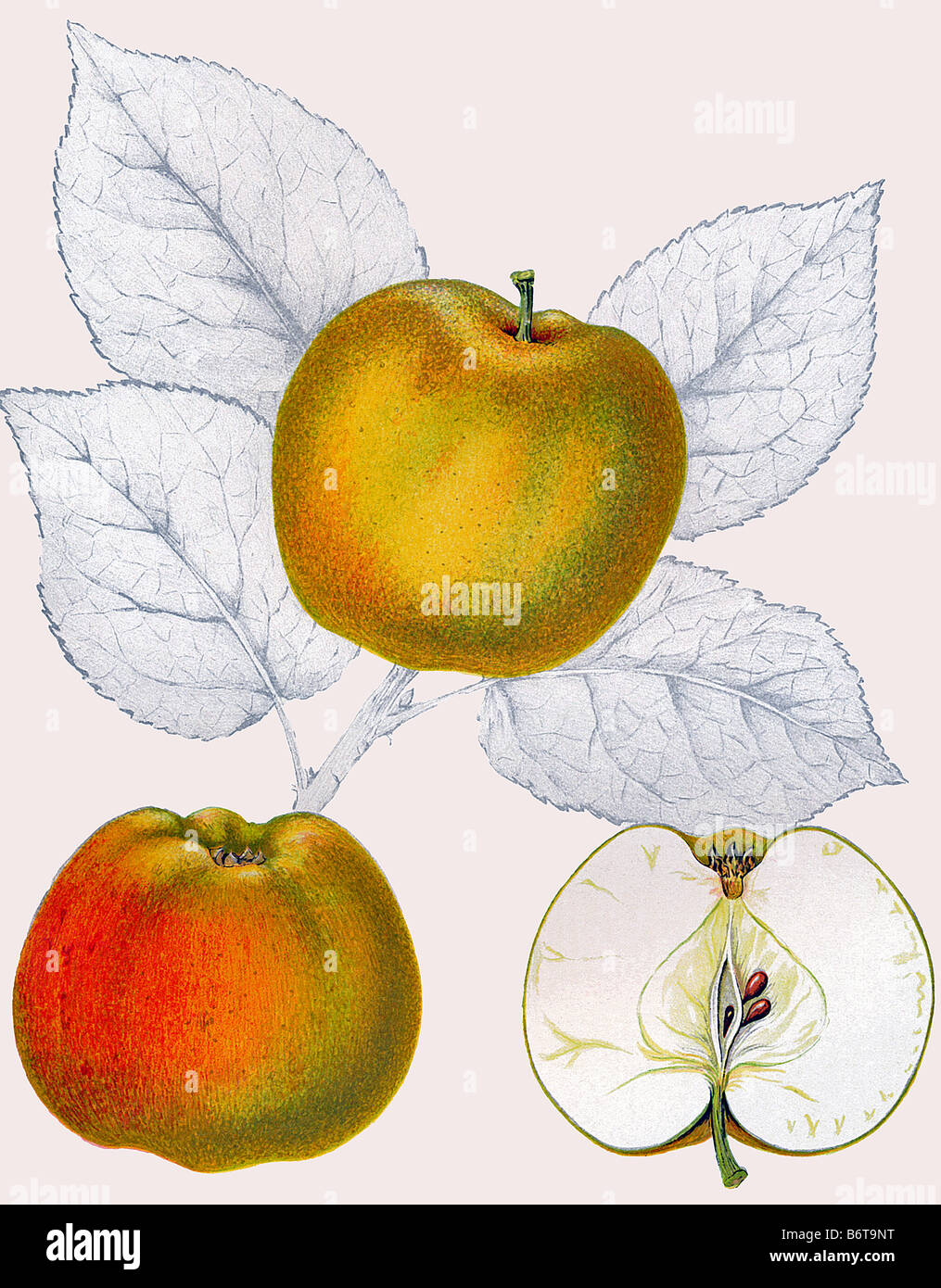Abbildung des Apfels "Guldparmän" Stockfoto