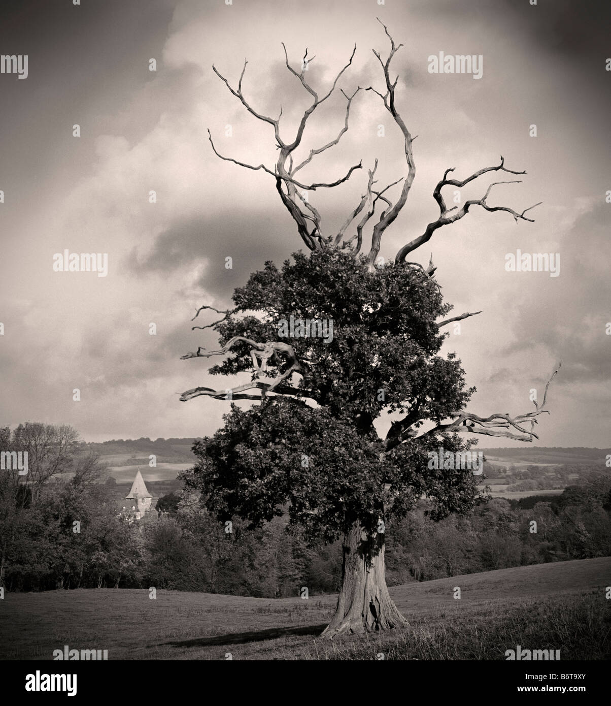 Knorrigen alten Baum, mit Blick auf Kirche Westerham, Kent, England, UK. Stockfoto