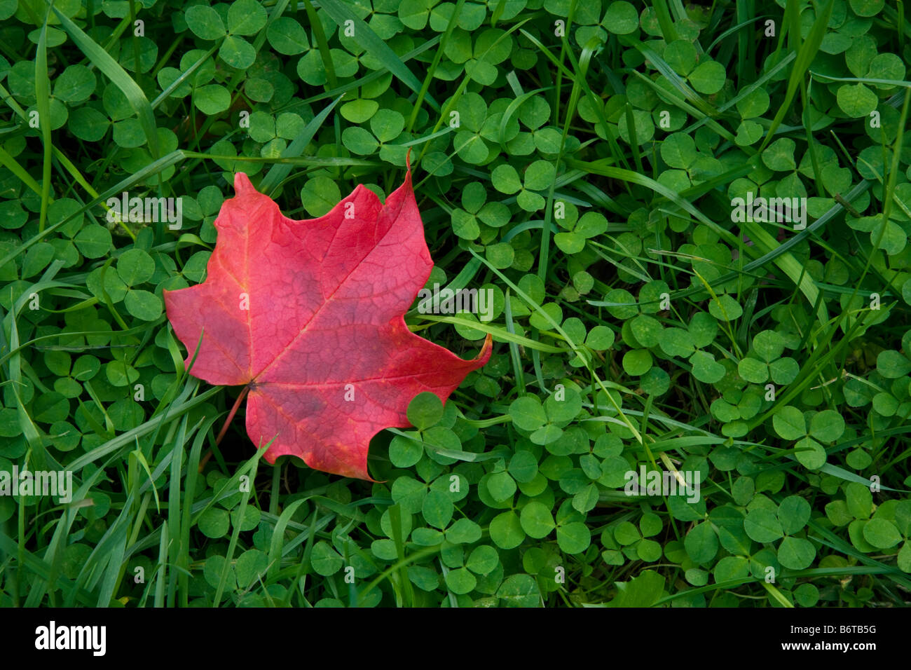 Ein leuchtend roter Ahornblatt grün kleegras Handauflegen. Stockfoto