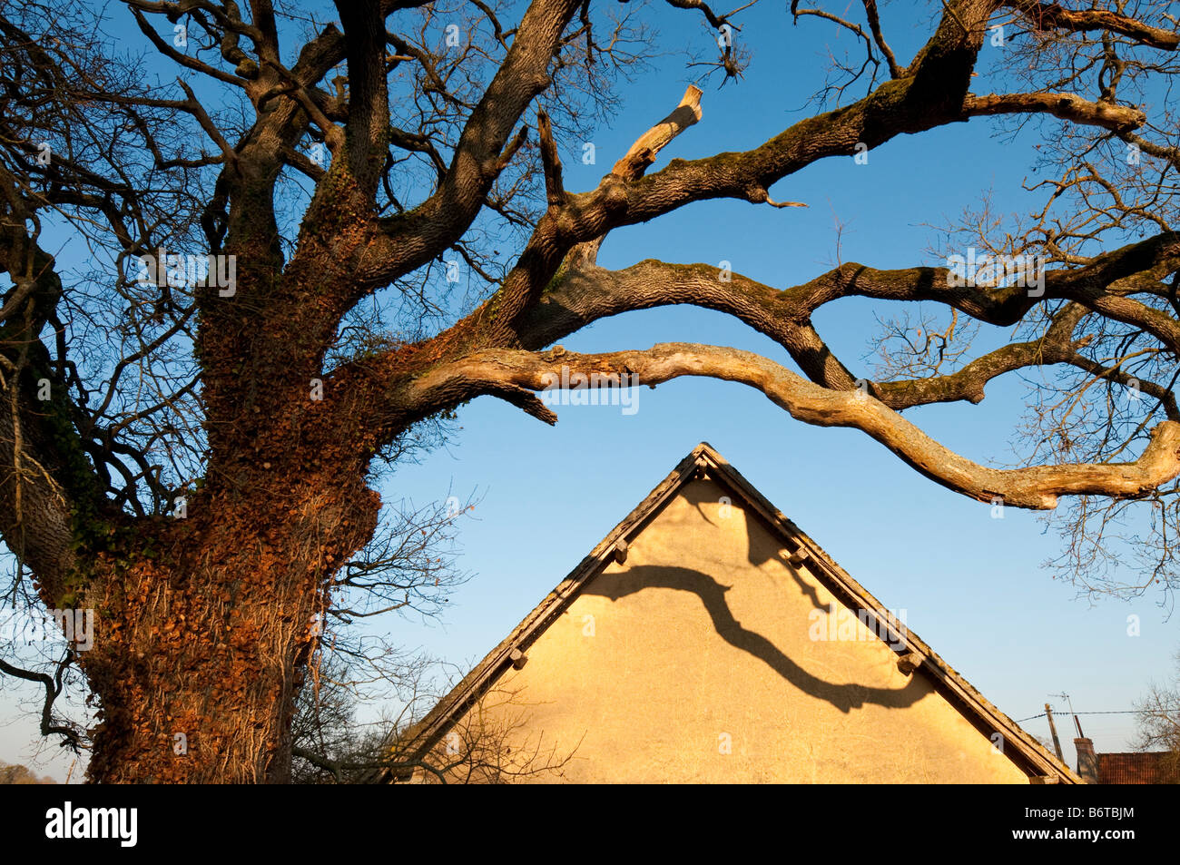 Eiche Äste überhängend Hausdach, Frankreich. Stockfoto