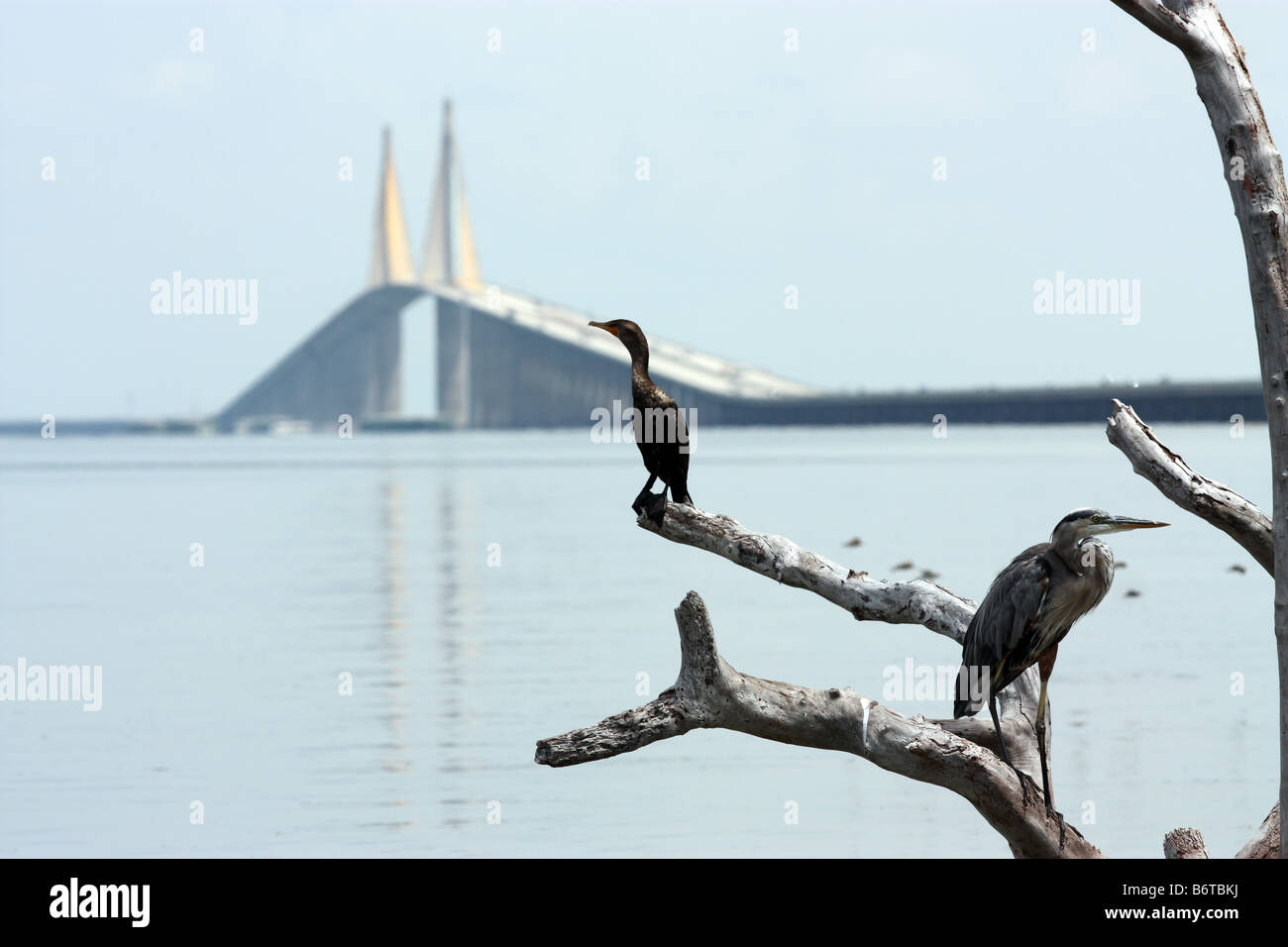 Vögel Schlafplatz auf Zweig am östlichen Ufer der Tampa Bay in Florida mit Wasser und Sonnenschein Skyway Brücke im Hintergrund Stockfoto