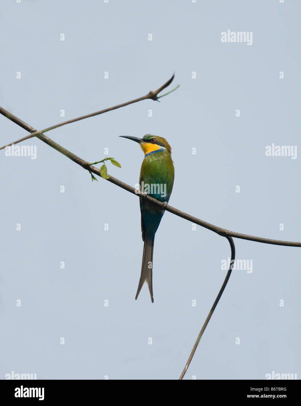 Lierten Biene-Esser Merops Hirundineus WILD zu schlucken Stockfoto