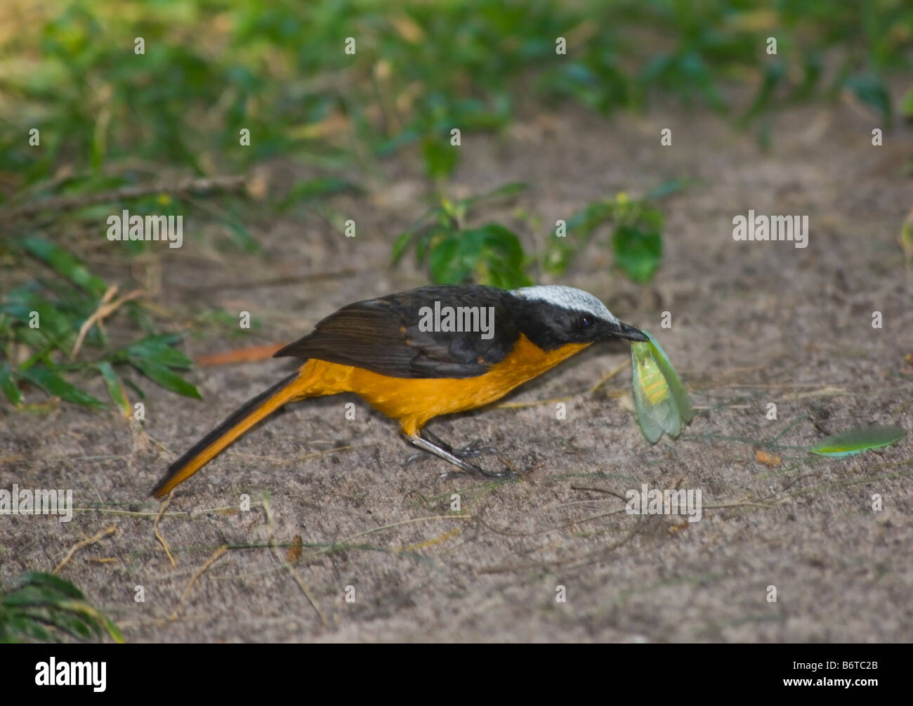 Weiß gekrönt Robin Chat (Cossypha Albicapilla) mit Insekt Beute, Gambia Stockfoto