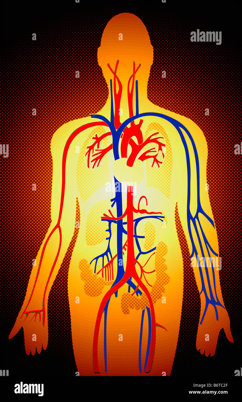 farbcodierte arteriellen Baum einer Illustration des menschlichen Körpers Stockfoto