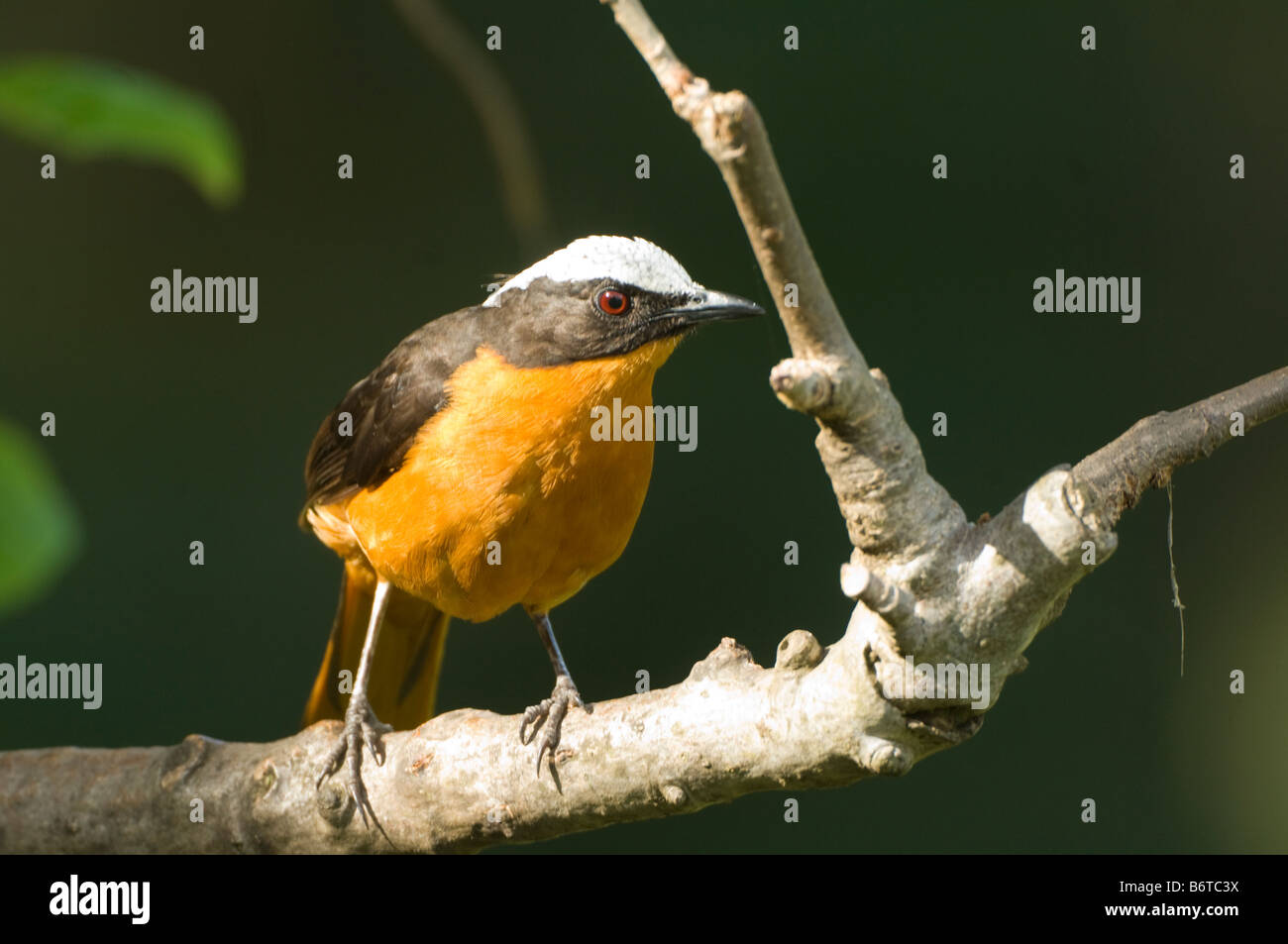 Weiß gekrönt Robin Chat Cossypha Albicapilla WILD Stockfoto