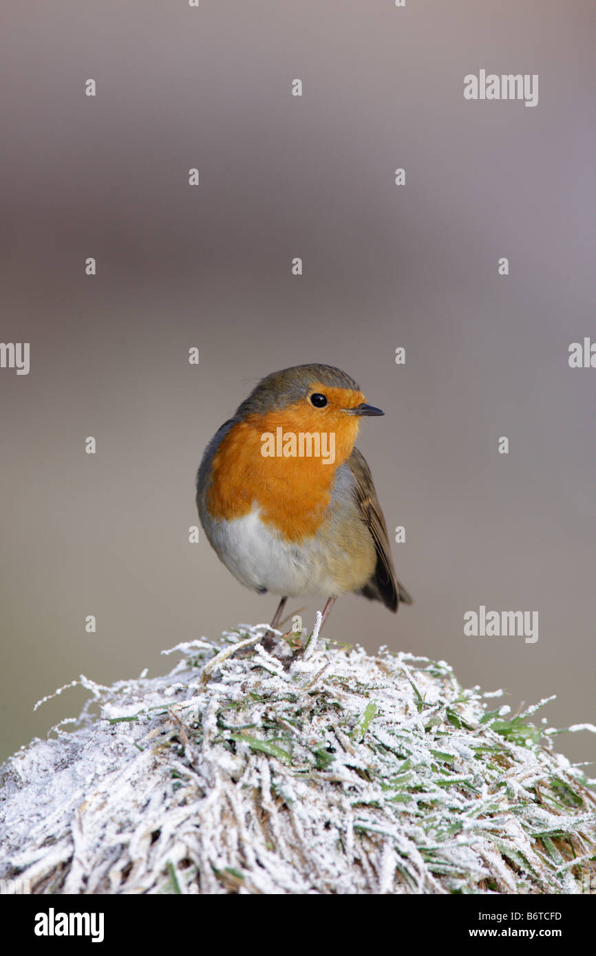 Robin Erithacus Rubecula frostigen Gras Potton Bedfordshire Stockfoto