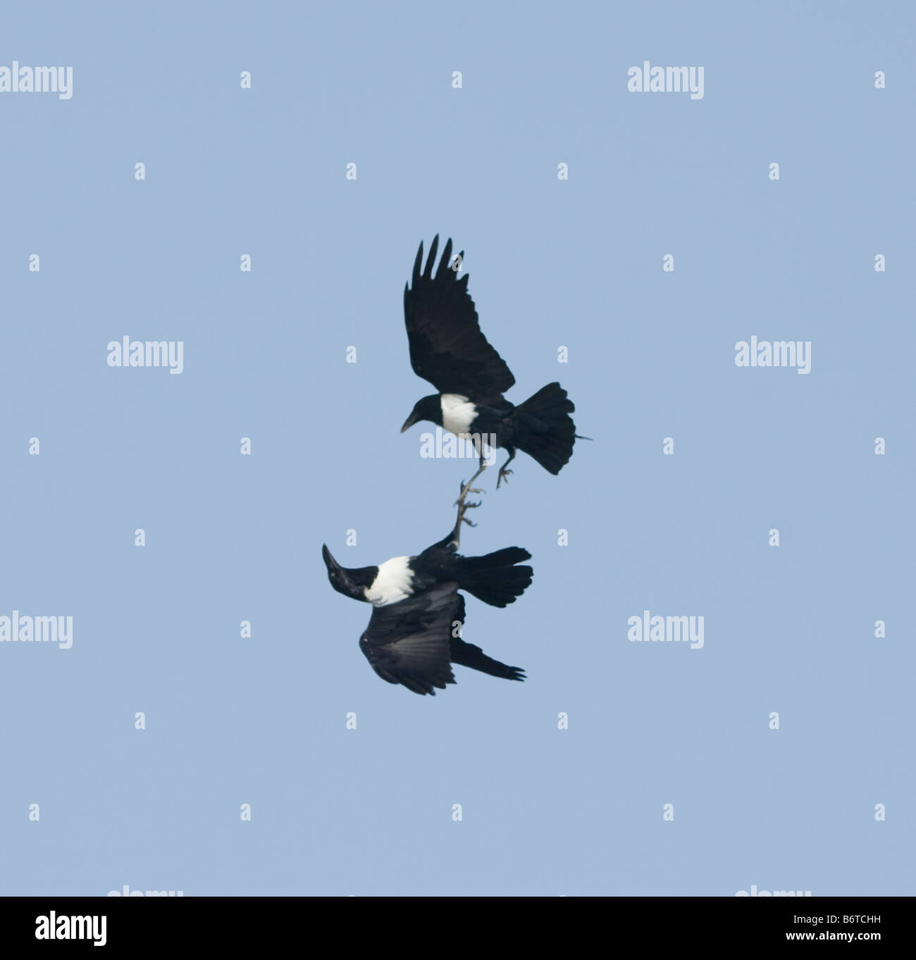 Pied Crow Corvus Albus spielen Stockfoto