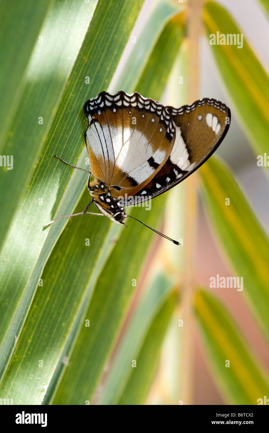 Hypolimnas Misippus. Danaid Eggfly Schmetterling auf einem Palmblatt. Andhra Pradesh, Indien Stockfoto