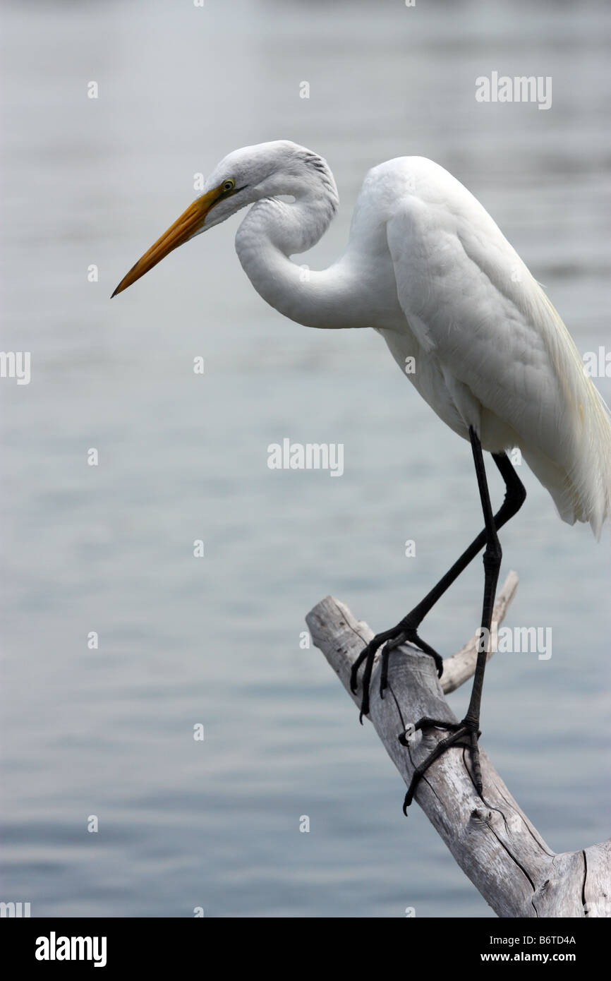 Reiher thront auf Log in Tampa Bay in Florida Stockfoto