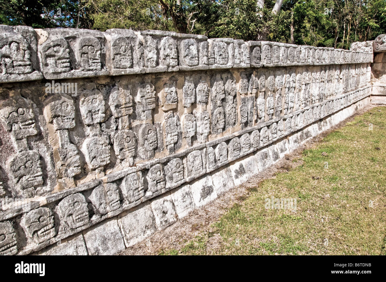 CHICHEN ITZA, Mexiko – Eine niedrige Mauer mit aufwändig geschnitzten Steinschädeln an den alten Maya-Ruinen in Chichen Itza, Yucatan, Mexiko. Chichen Itza auf der Halbinsel Yucatan in Mexiko ist eine bedeutende archäologische Stätte, die die reiche Geschichte und das fortgeschrittene wissenschaftliche Wissen der alten Maya-Zivilisation zeigt. Am bekanntesten ist die Kukulkan-Pyramide oder „El Castillo“, eine vierseitige Struktur mit 91 Stufen auf jeder Seite, die in einem einzigen Schritt an der Spitze der 365 Tage des Sonnenjahres ihren Höhepunkt erreicht. Stockfoto