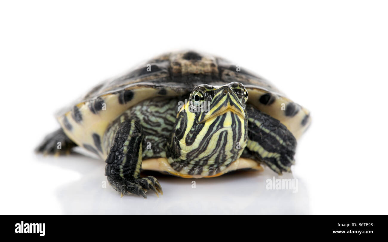 Mit Blick auf die Kamera-Schildkröte vor einer weißen Backgroung Schildkröte Stockfoto