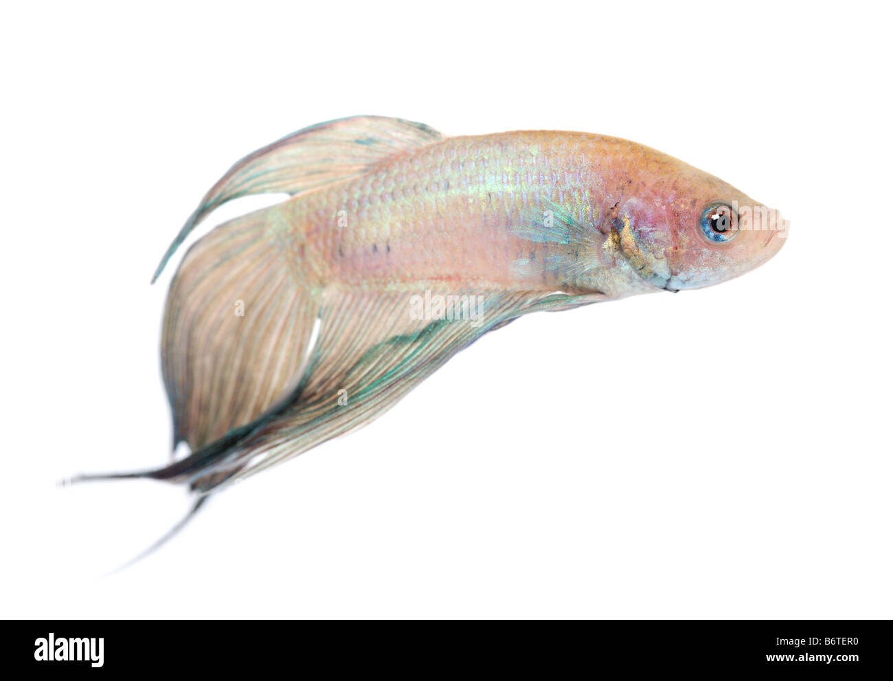 Siamesische Kampffische Betta Splendens vor einem weißen Hintergrund Stockfoto