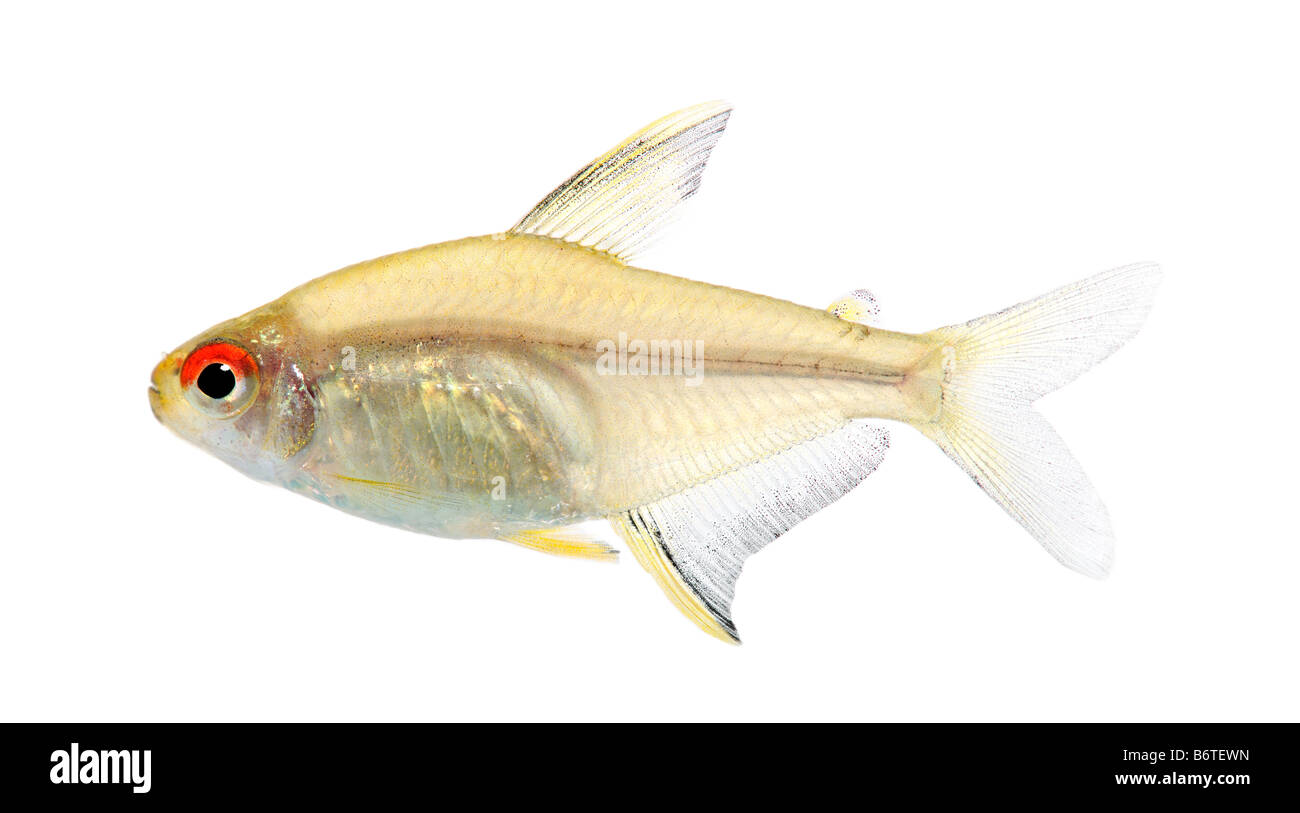 Hyphessobrycon Bentosi Fisch vor einem weißen Hintergrund Stockfoto