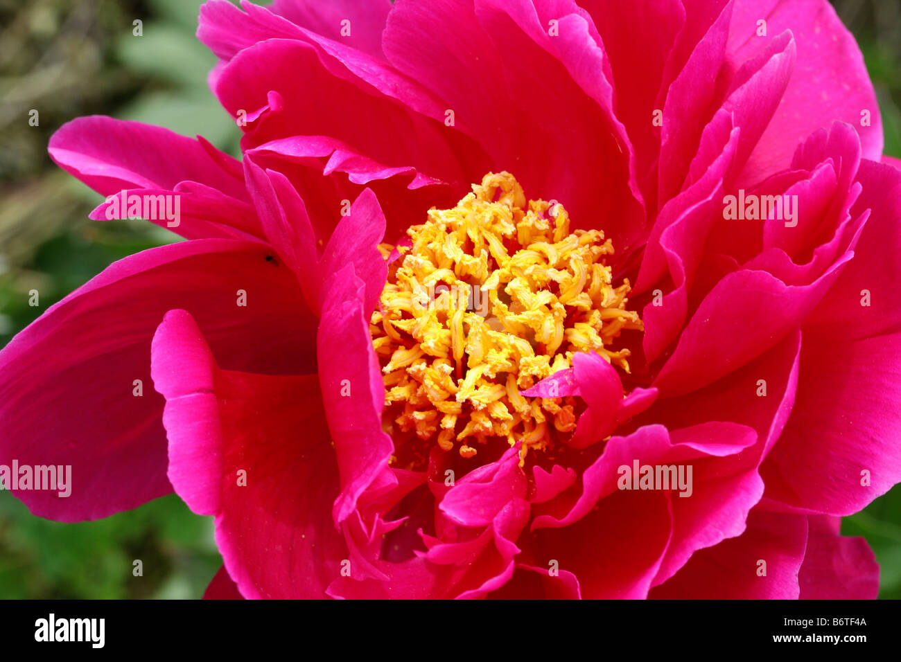 Eine Baum-Pfingstrose aus Moutan botanische Zentrum Italien Stockfoto
