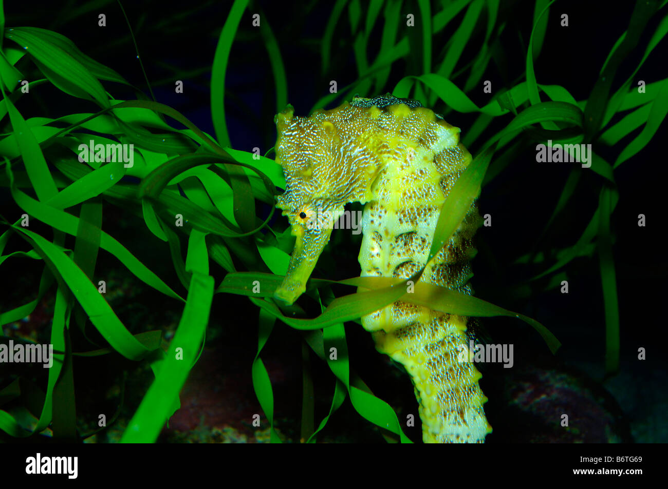 Pazifische Seepferdchen Hippocampus Ingens gefangen Stockfoto