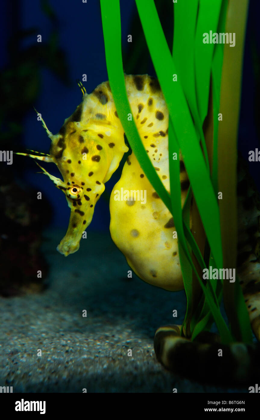 Pot bellied Seepferdchen Hippocampus Abdominalis gefangen Stockfoto