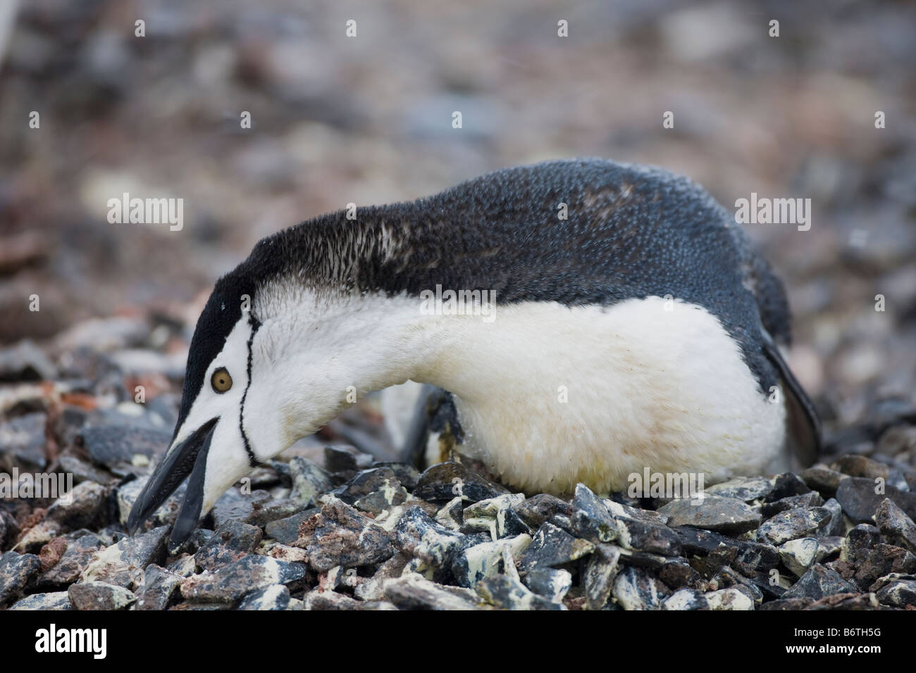 Kinnriemen Pinguin Pygoscelis Antarctica Grübeln, Vermittlung von Steinen herum auf Half Moon Island South Shetland Islands nisten Stockfoto