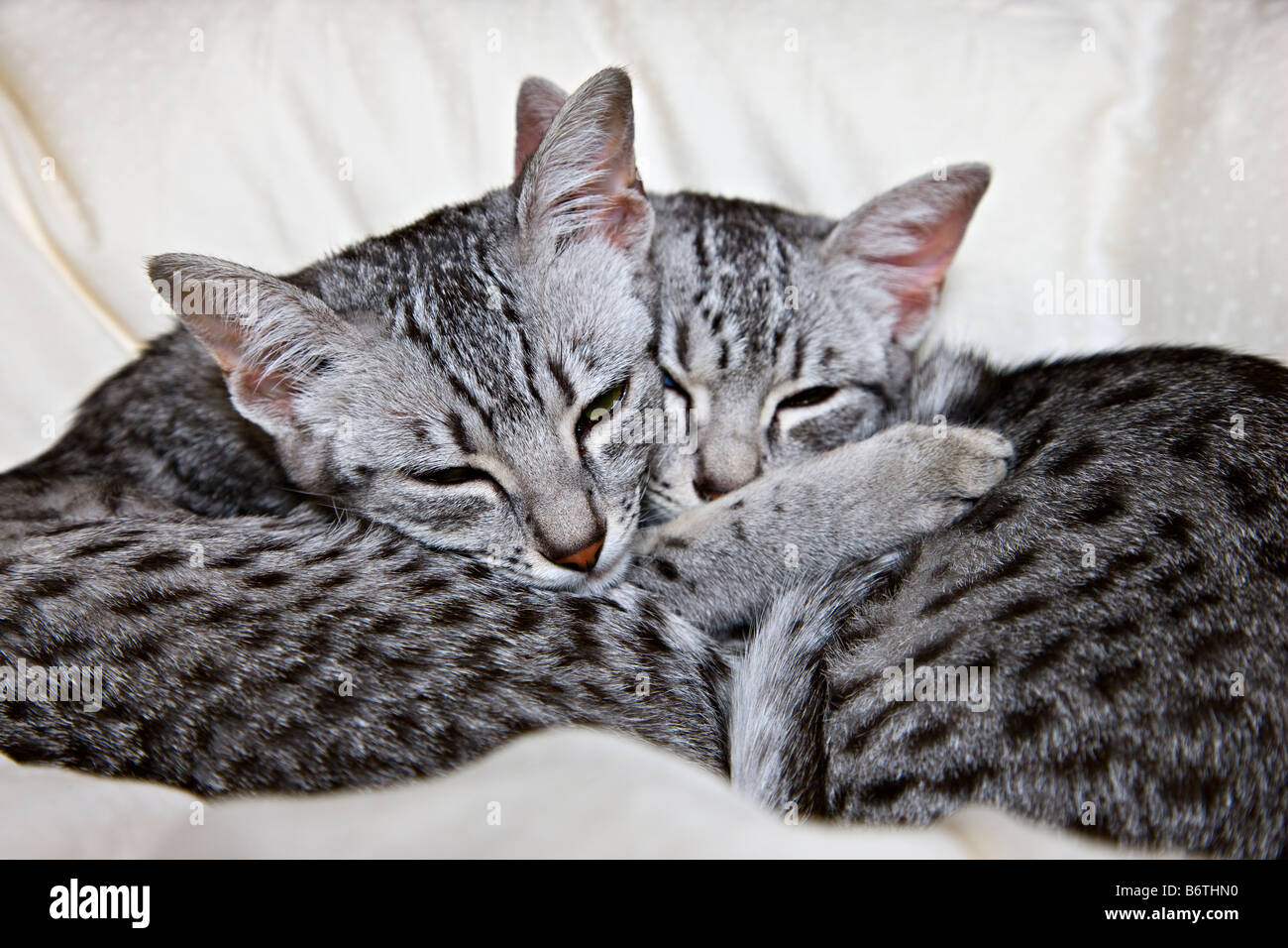 Ägyptische Mau Kitten umarmen einander Stockfoto