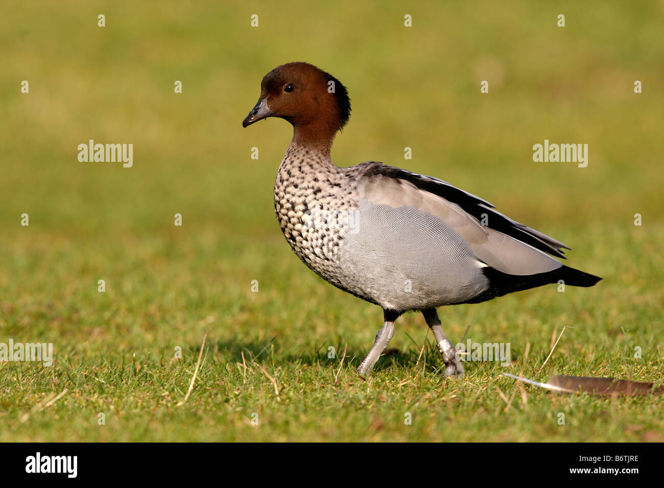 Australische Brautente oder Mähne Gans Chenonetta Jubata männlich in Australien heimisch Stockfoto