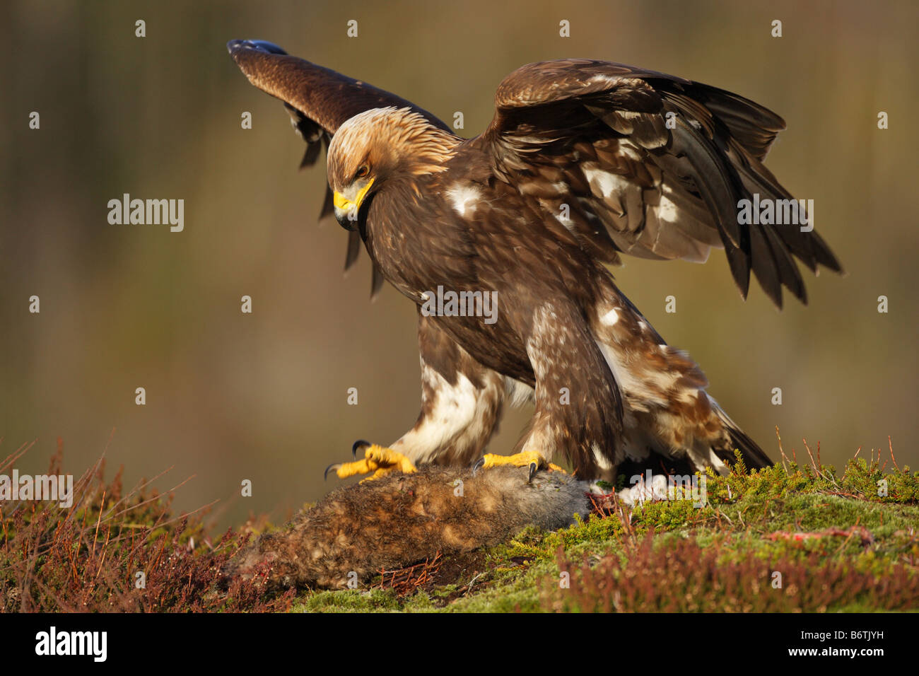 Steinadler, die Landung auf einem Hasen Kill mit seinen Flügeln gestreckt an einem Berghang in Norwegen Stockfoto