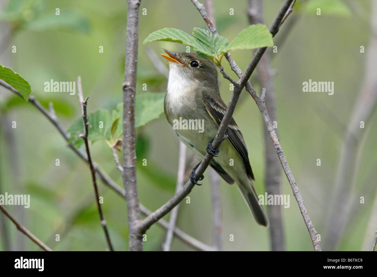 Erle Flycatcher Gesang thront in Erle Baum Stockfoto