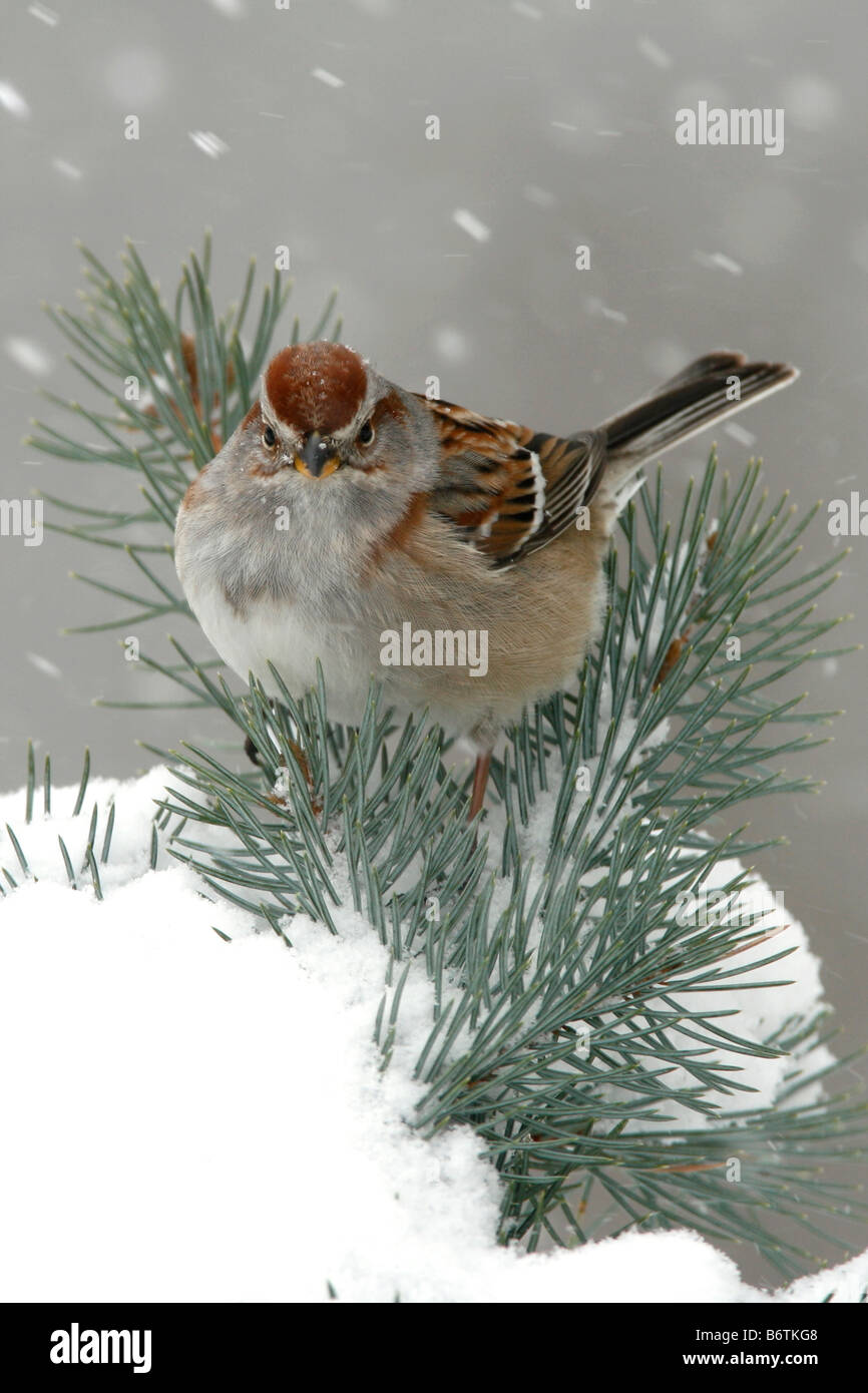Amerikanische Tree Sparrow thront in Fichte mit Schnee - vertikal Stockfoto