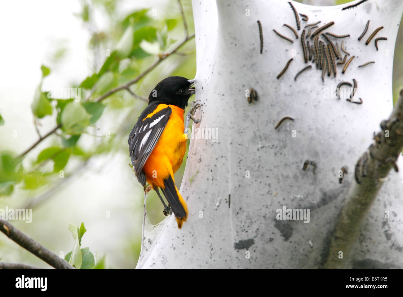 Baltimore Oriole Essen Zelt Raupen Stockfoto