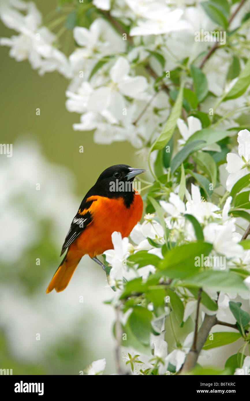 Baltimore Oriole thront in Birne Baum Blüten - vertikal Stockfoto