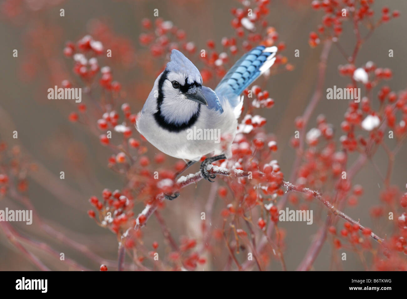 Blue Jay thront in Multiflora Rose Beeren Stockfoto