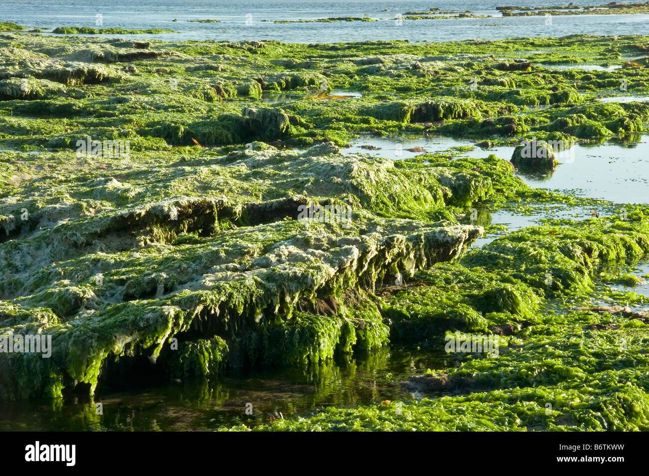 Grüne Algen über Riff bei Ebbe freigelegt Stockfoto