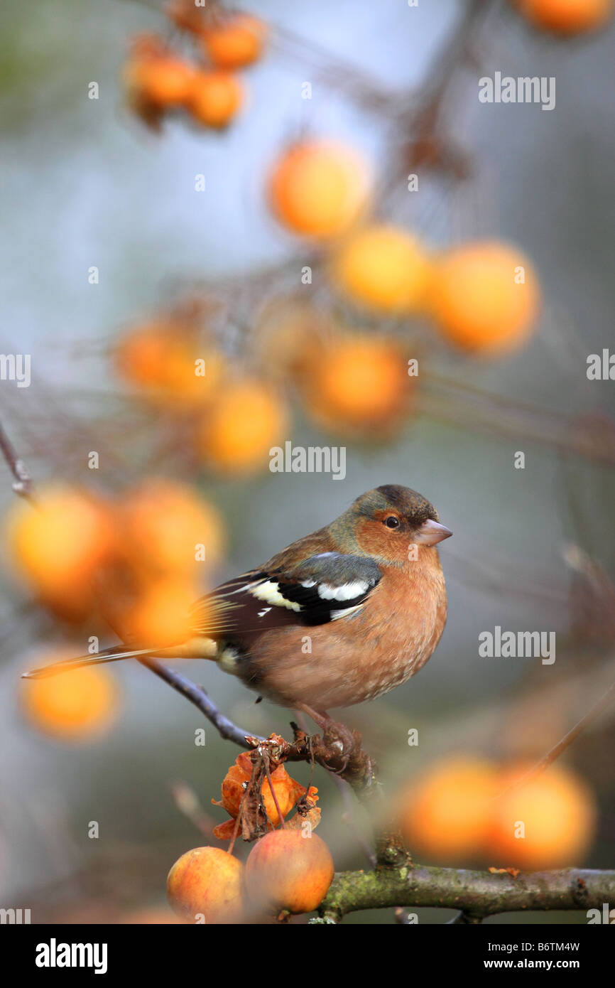 Männliche Buchfink im Crab Apple Tree, England, UK Stockfoto