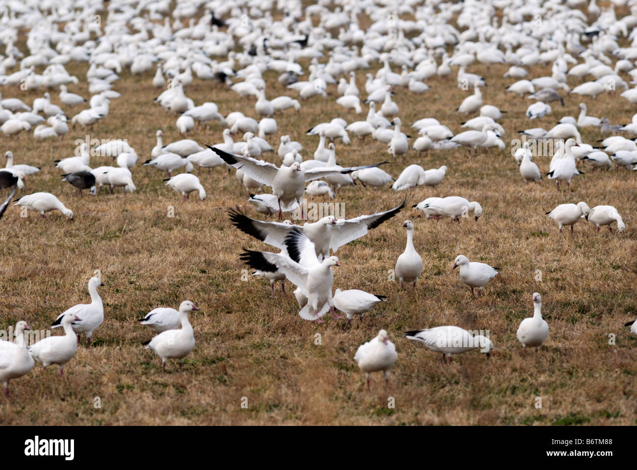 Migrieren von Gänsen Stockfoto
