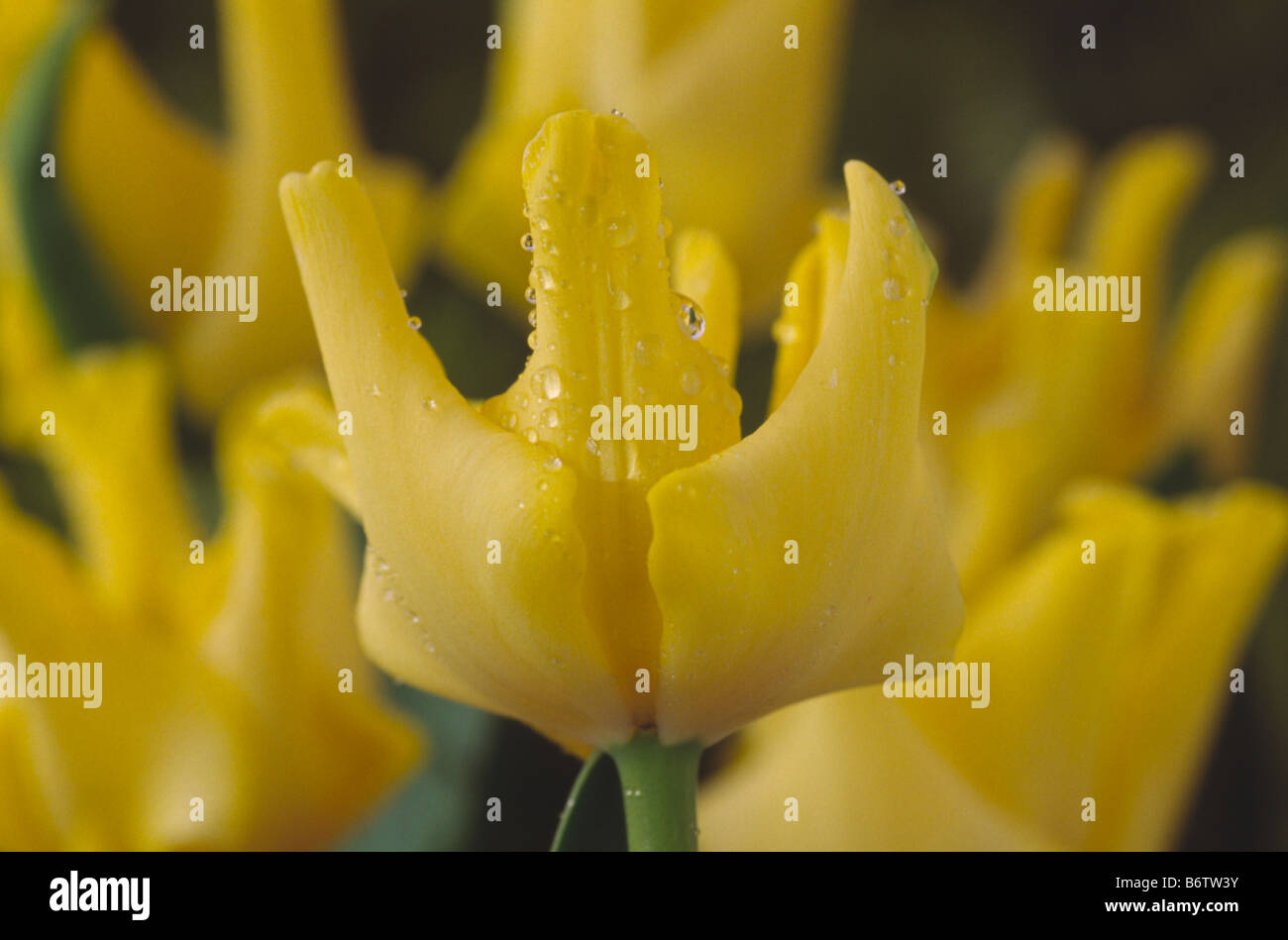 Tulipa 'gelbe Krone"(Tulip) einzelne späte Gruppe Stockfoto