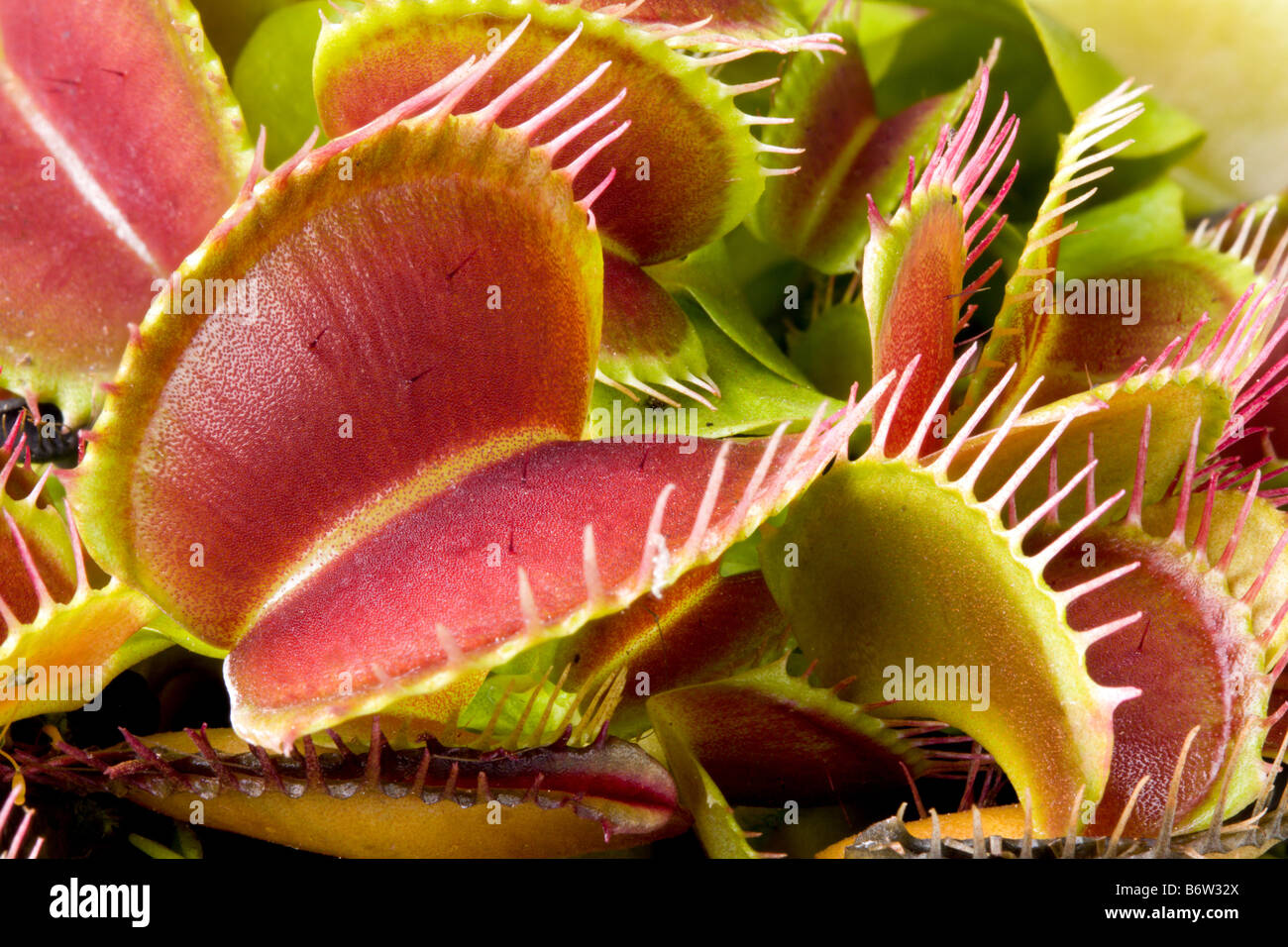 Nahaufnahme Bild einer Droseraceae fleischfressende Pflanze Stockfoto