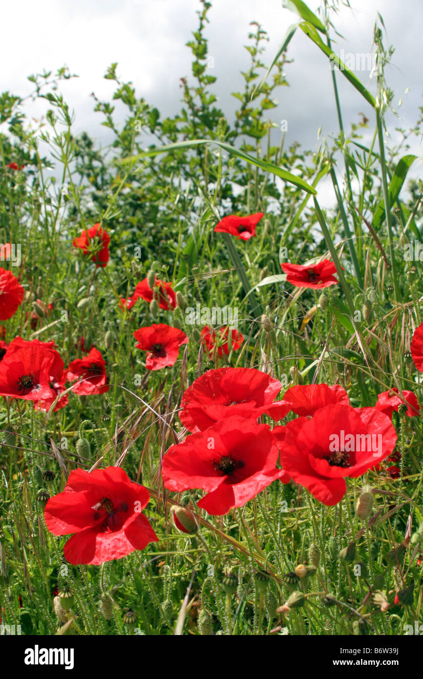Wilde rote Sommer Mohnblumen (Papaver Rhoeas) angrenzenden Feld in England, UK Stockfoto