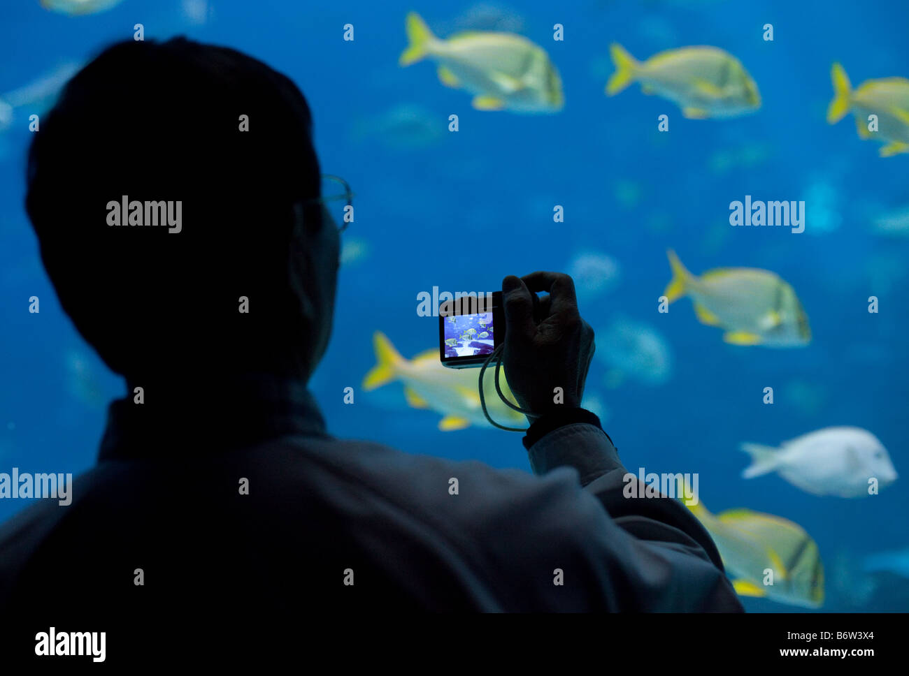 Ein Mann fotografiert gelber Fisch im Georgia Aquarium in Atlanta, Georgia mit einer Digitalkamera Stockfoto