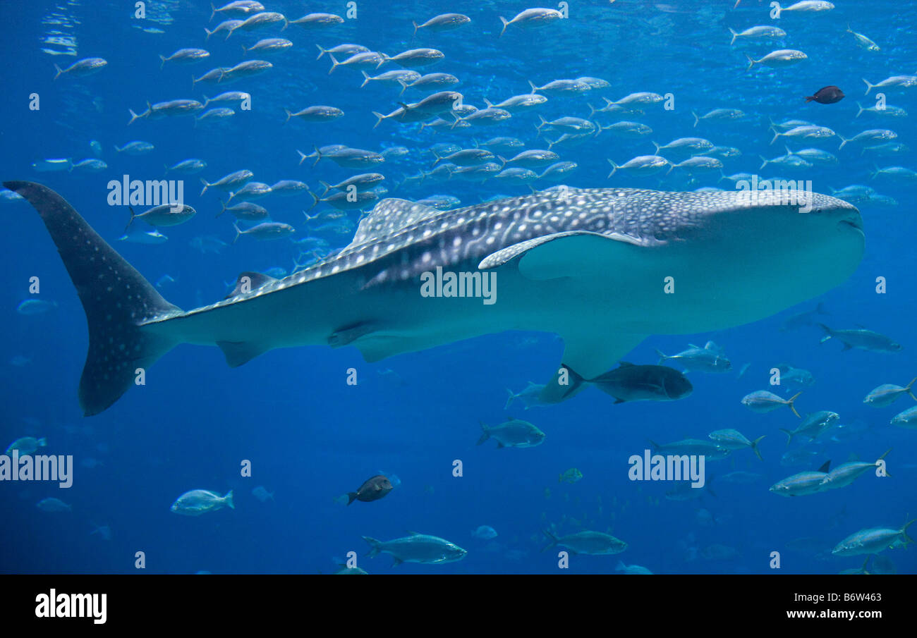 Einen riesigen Walhai im Georgia Aquarium in Atlanta, Georgia schwimmen Sie durch das größte Aquarium der Welt Stockfoto