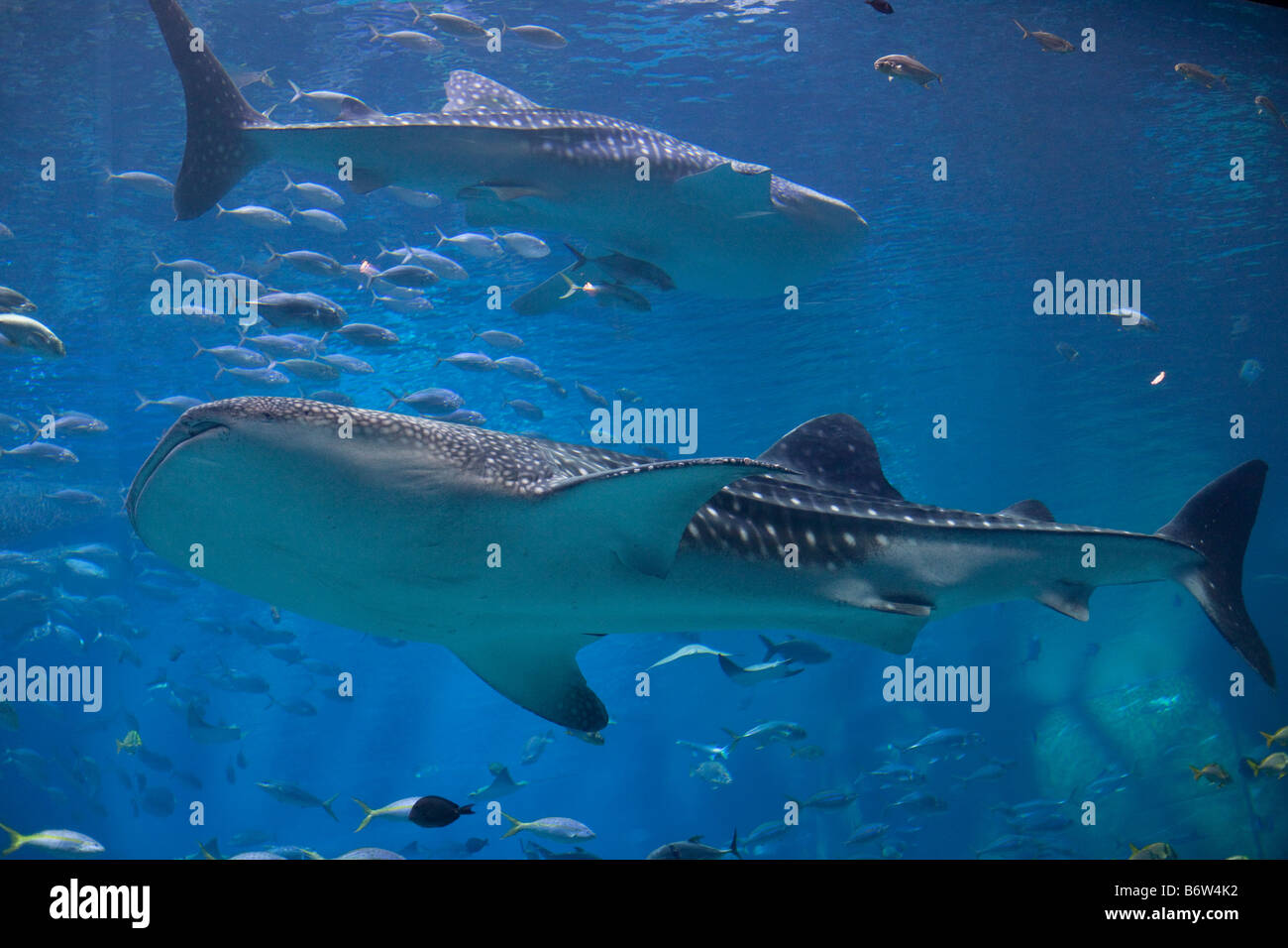 Zwei Walhaie im Georgia Aquarium in Atlanta, Georgia schwimmen Sie durch das größte Aquarium der Welt Stockfoto