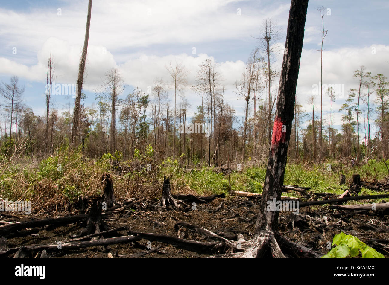 Illegale Abholzung in Indonesien Stockfoto