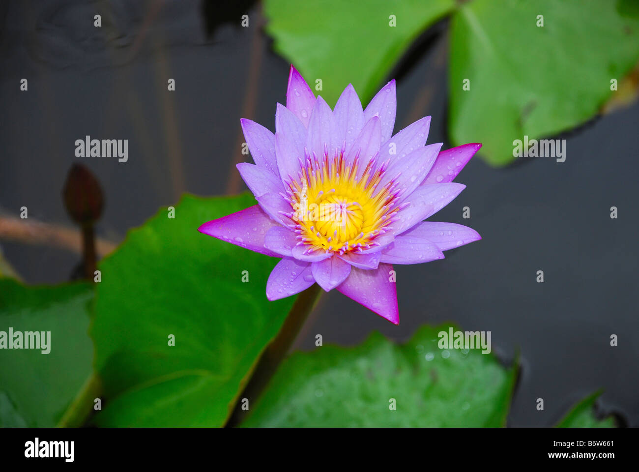 Lotusblüte, Maharashtra, Indien Stockfoto
