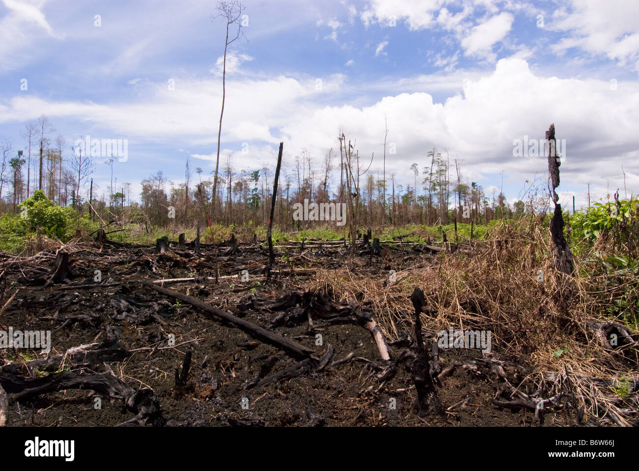 Illegale Abholzung in Indonesien Stockfoto